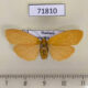 71810p Arctiidae Nishada sambara f Thailand $8