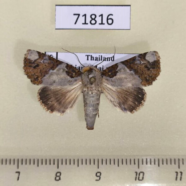 Noctuidae Beana terminigera Thailand