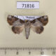 71816p Noctuidae Beana terminigera Thailand $12