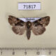 71817p Noctuidae Chytonix khasiana Thailand $7