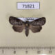 71821p Noctuidae Aquis orbicularis Thailand $8