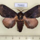 71822p Limacodidae Phocoderma velutina Thailand $8