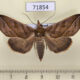 71854p Noctuidae Calyptra fletcheri Thailand $10