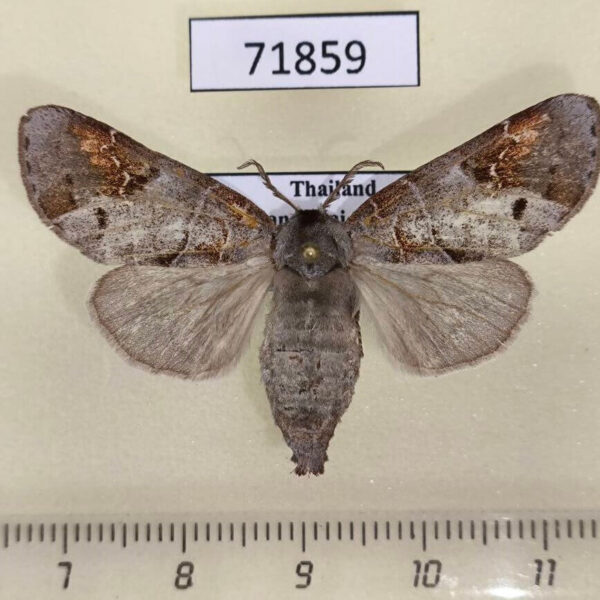 Notodontiidae Clostera fulgurita f Thailand