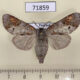 71859p Notodontiidae Clostera fulgurita f Thailand $12