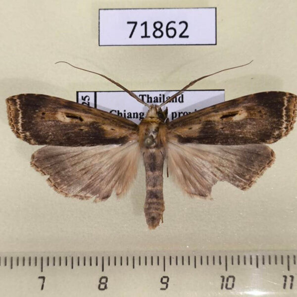 Notodontiidae Stictogargetta lithosidia Thailand