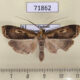 71862p Notodontiidae Stictogargetta lithosidia Thailand $4