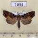 71865p Noctuidae Plusiodonta auripicta Thailand $10