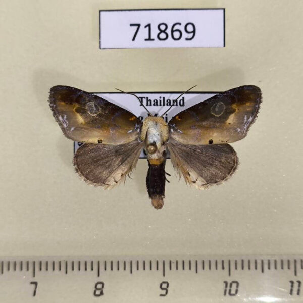 Noctuidae Opsyra chalcoela Thailand