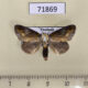71869p Noctuidae Opsyra chalcoela Thailand $20