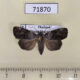 71870p Noctuidae Aquis orbicularis Thailand $8