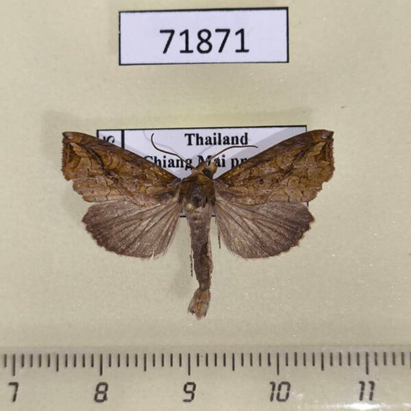 Noctuidae Plusiodonta wahri Thailand