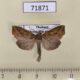 71871p Noctuidae Plusiodonta wahri Thailand $4