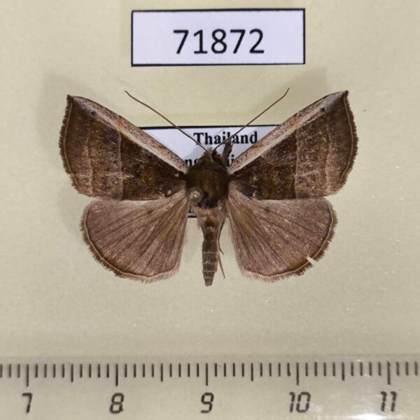 Noctuidae Hypena sp. Thailand