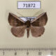 71872p Noctuidae Hypena sp. Thailand $9