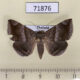 71876p Noctuidae Buzara onelia Thailand $9