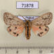 71878p Arctiidae Spilosoma strigatula Thailand $8