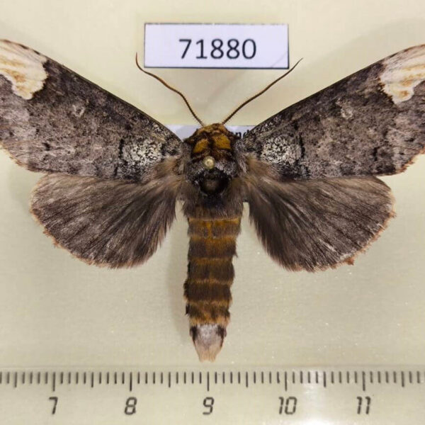 Notodontiidae Phalera minor Thailand