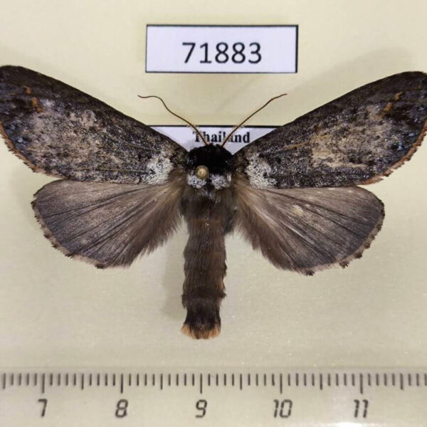 Notodontiidae Phalera argenteolepis Thailand