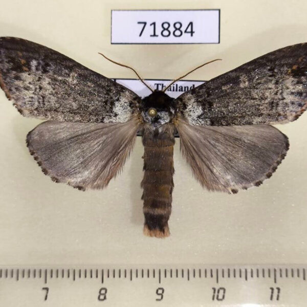 Notodontiidae Phalera argenteolepis Thailand