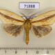 71888p Notodontiidae Bireta longivitta Thailand $5