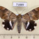 71889p Noctuidae Achaea janata Thailnad $10