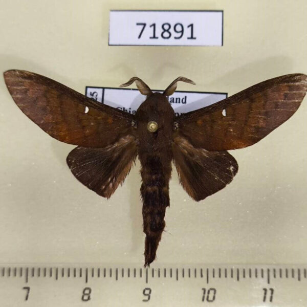 Lasiocampidae Suana concolor Thailand