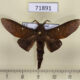 71891p Lasiocampidae Suana concolor Thailand $12