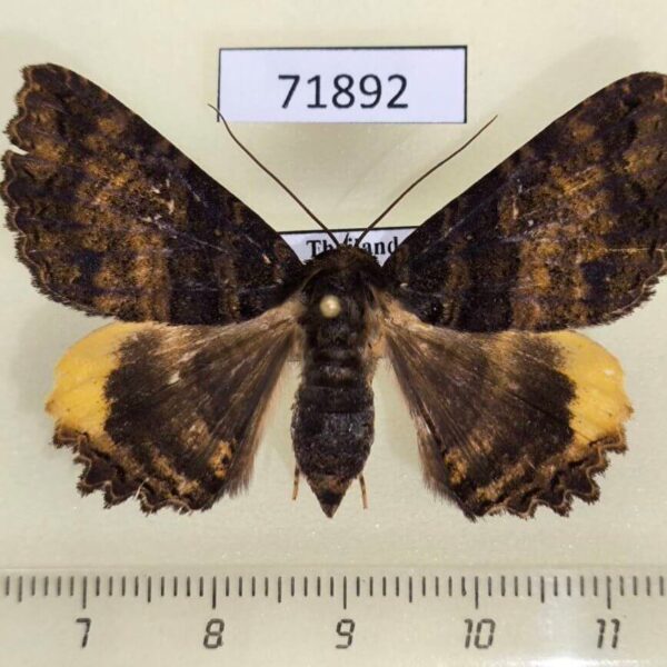 Noctuidae Daddala quadrisignata f Thailand