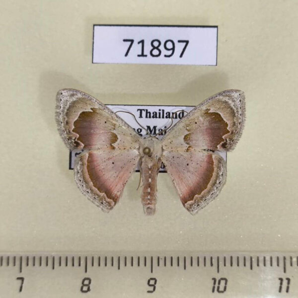 Geometridae Somatina rosacea Thailand