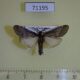71195p Pyralidae sp. Vietnam $6