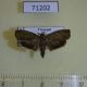71202p Tortricidae sp. Vietnam $7