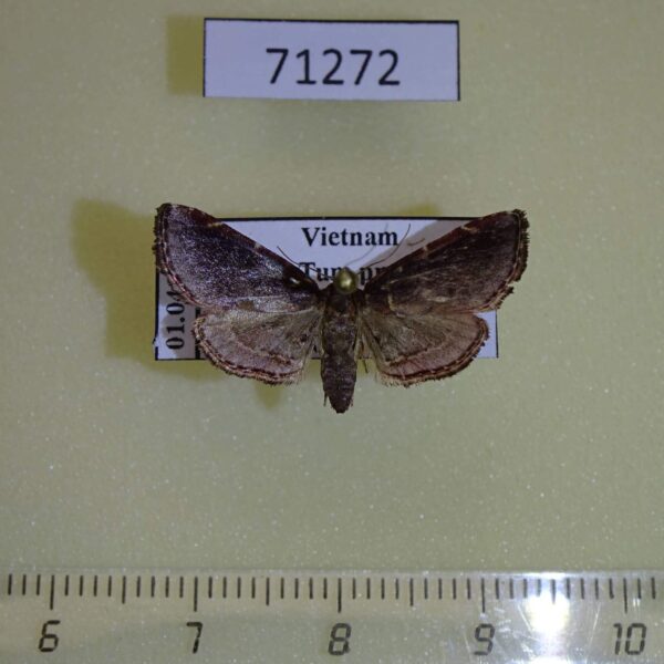 Pyralidae sp. Vietnam