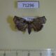 71296p Tortricidae sp. Vietnam $7