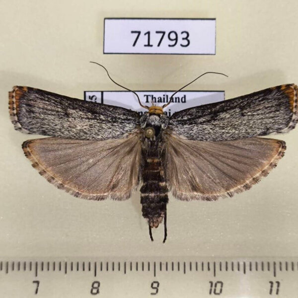 Oecophoridae Thymiatris loureiriicola Thailand