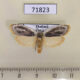 71823p Moth sp. f Thailand $15