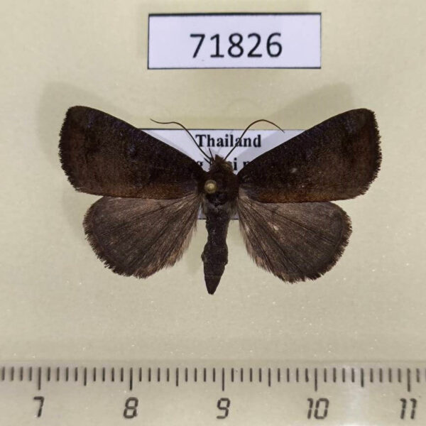 Noctuidae sp. Thailand
