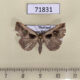71831p Noctuidae sp. Thailand $3