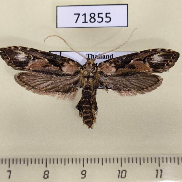 Oecophoridae Casmara phobographa Thailand