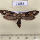 71855p Oecophoridae Casmara phobographa Thailand $12