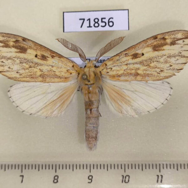Notodontiidae Periergos kamadena Thailand