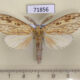 71856p Notodontiidae Periergos kamadena Thailand $9