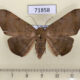 71858p Noctuidae sp. Thailand $9