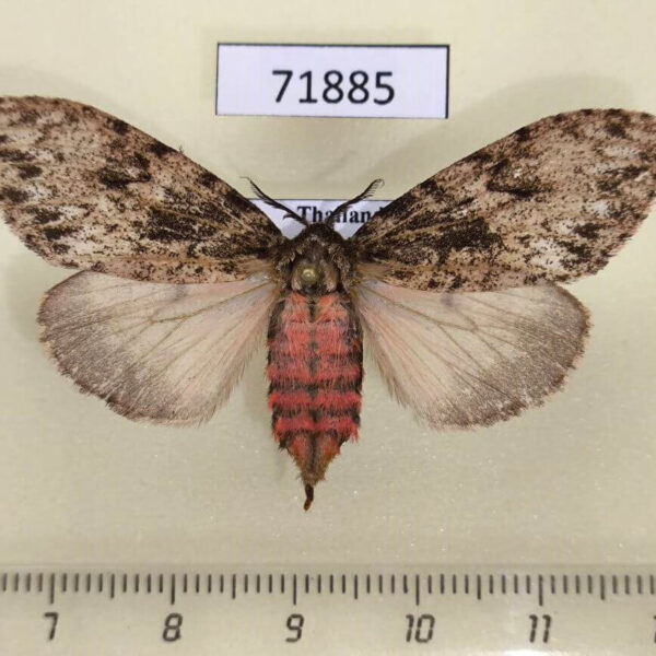 Lymantridae Lymantria liedgensi f Thailand
