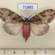 71885p Lymantridae Lymantria liedgensi f Thailand $12