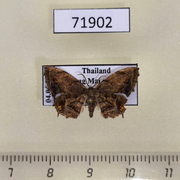 Uraniidae Dysaethria fulvihamata Tailand