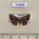 71902p Uraniidae Dysaethria fulvihamata Tailand $5