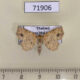 71906p Noctuidae Boletobiinae sp. Thailand $25