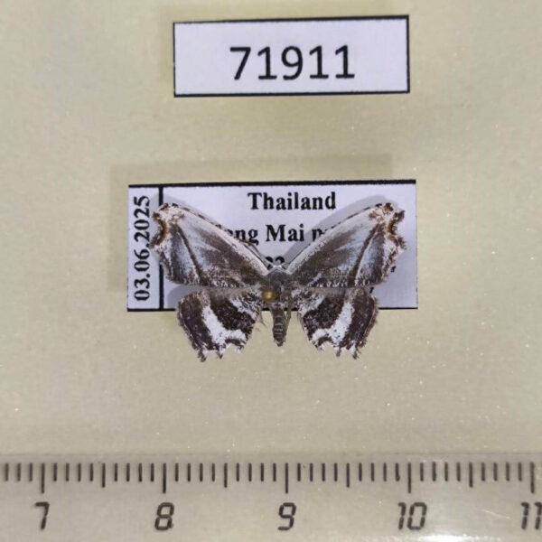 Uraniidae Rhombophylla edentata Thailand