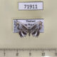71911p Uraniidae Rhombophylla edentata Thailand $9
